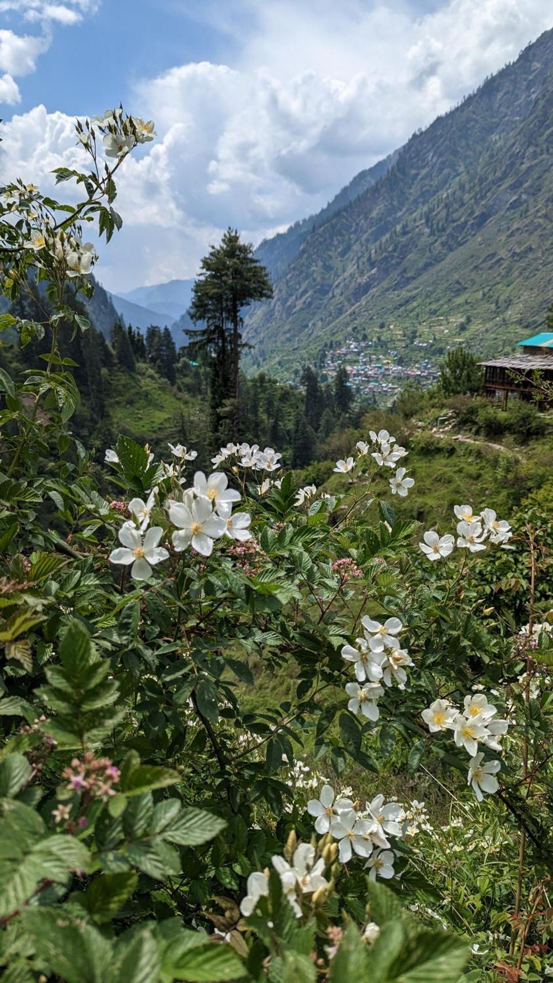 Hotel Holy Cow Cafe & Beds Kalgha Exterior foto